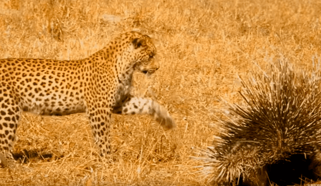 El feroz leopardo atacó a ambos roedores, que se defendieron con sus letales espinas. Foto: BBC Earth