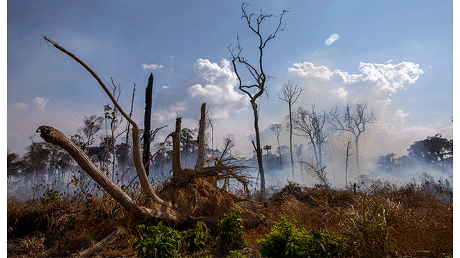 El incendio en el Amazonas ha devastado cientos de miles de hectáreas y ha puesto en peligro a muchas especies de animales y plantas. Foto: AFP.