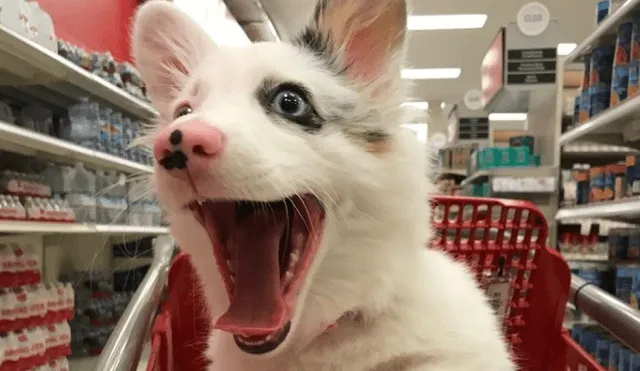 Twitter: cachorro enternece las redes por su reacción en supermercado [FOTOS]