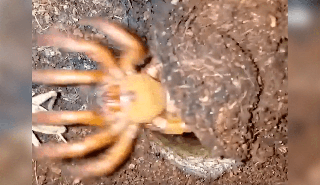 Un video viral de Facebook captó el instante en que un distraído insecto fue atacado por una enorme criatura que emergió de la tierra para tragarlo en cuestión de segundos.