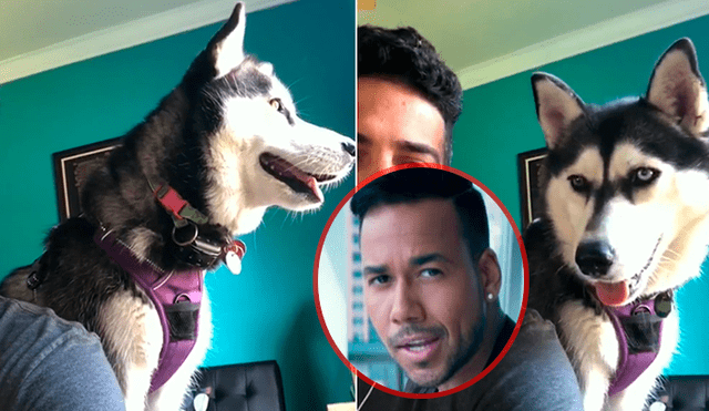 Facebook: Sorprendente reacción de un perro al escuchar a Romeo Santos se vuelve viral [VIDEO]