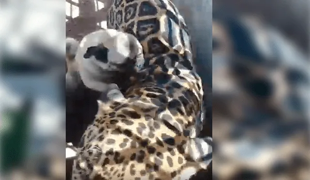 Turista captó la inesperada reacción de un enorme jaguar ante la molestosa insistencia de un cachorro pug que no deja de morderlo y acosarlo