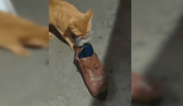 En Facebook, una joven grabó el momento que su gato puso a un indefenso ratón en unos zapatos para evitar que se fugue.