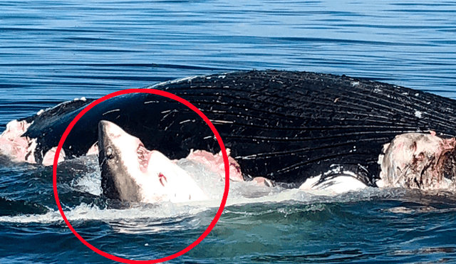 Intenta retirar a ballena muerta del mar y es atacado por hambrientos tiburones [VIDEO] 