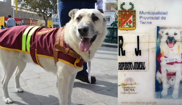 Tacna. El can Repuesto Judicial estuvo 17 años en la comuna provincial e incluso tenía su fotocheck.