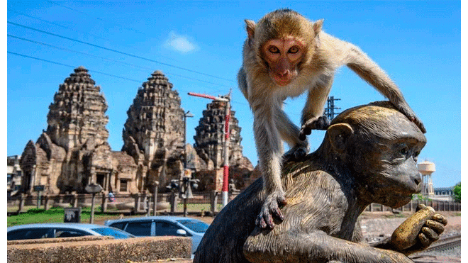 Las autoridades planean construir un santuario para los simios. Foto: AFP.