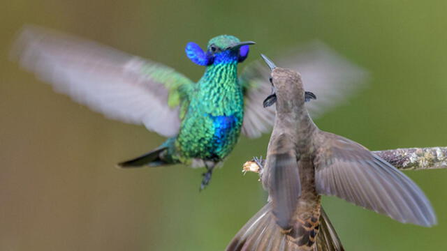 Revelan que colibríes macho combaten por comida mediante 'esgrima' y apuñalamiento con el pico