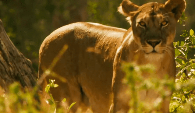 Pero todo era visto por la madre de las criaturas a lo lejos. Foto: BBC Earth