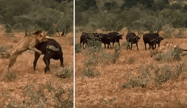 Hambrientos leones muerden a búfalo, sin imaginar que furiosa manada llegaría a su rescate [VIDEO]