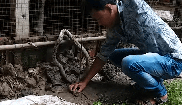 El video viral de Facebook muestra el momento en que un granjero arriesga su vida para salvar a una serpiente y ocurre lo inesperado.