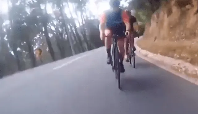 Ciclistas se accidentan al atropellar a curioso animal [VIDEO]