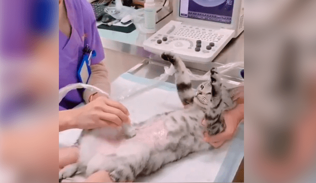 Facebook viral: curiosa reacción de gata preñada cuando le hacen ultrasonido conmueve [VIDEO]
