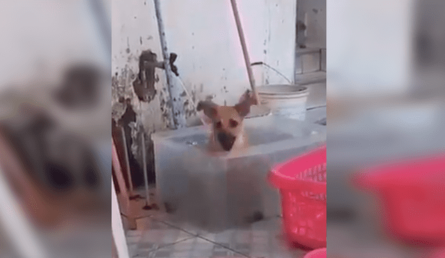 En Facebook, una chica regresó de trabajar y no imaginó encontrar a su perro dentro de una tina llena de agua.