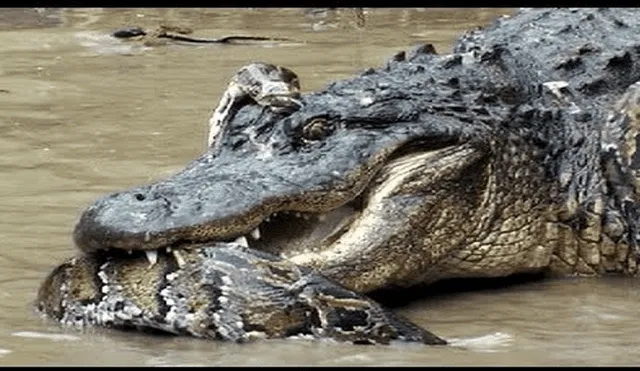 Desliza hacia la izquierda para ver la brutal pelea entre un cocodrilo con una anaconda en la selva de Brasil. El video es viral en YouTube. Foto: referencial.