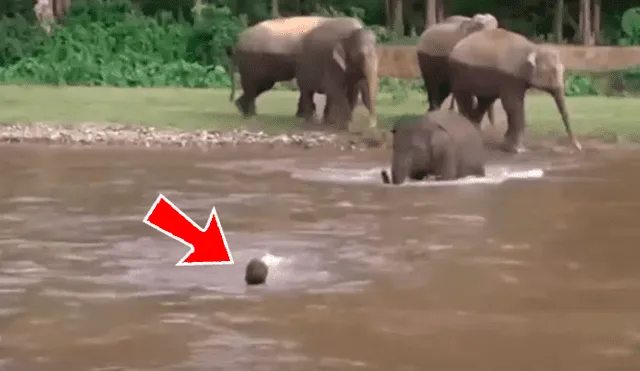 YouTube viral: Elefante se convierte en héroe al socorrer a joven que se ahogaba en profundo río [VIDEO]