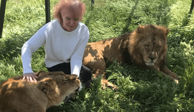 YouTube viral: Anciana detiene el carro de safari para tomarse selfie con leones y sucede lo impensado [VIDEO]
