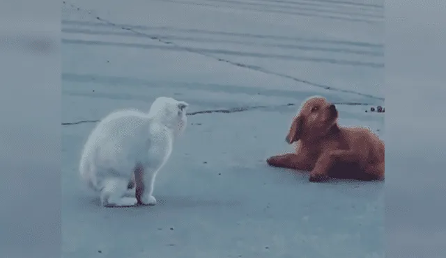 En YouTube, un cachorro quería jugarle una pesada broma a un gato, pero nada sale como esperaba.
