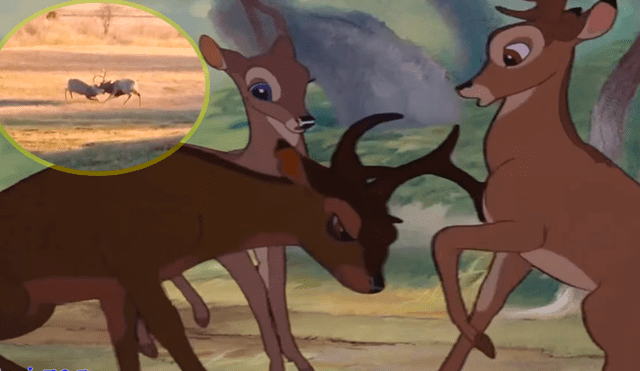 Facebook: Encuentran a 'Bambi' enfrentándose a otro ciervo por amor [VIDEO] 