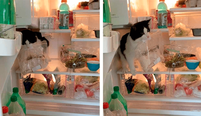Desliza las imágenes hacia la izquierda para apreciar la travesura de un gato al ‘robarse’ un trozo de carne. Foto: Caters Clips.