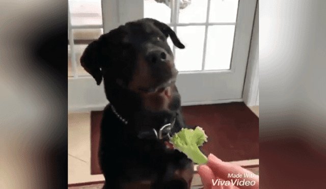 Facebook: Le da de comer verduras a su perro y él tiene reacción impensada [VIDEO]