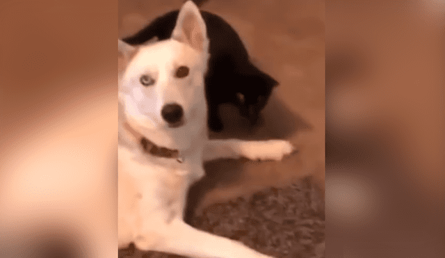 Facebook viral: coloca cámara de seguridad y descubre lo que hacen su perro y su gata en su ausencia