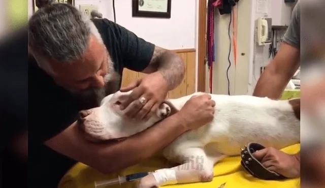 Video es viral en Facebook. El dueño del can rompió en llanto y protagonizó una conmovedora escena al darle el último adiós a su fiel perro que lo había acompañado por 14 años