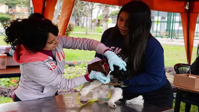 Surco: feria de mascota ofreció vacuna de manera gratuita 