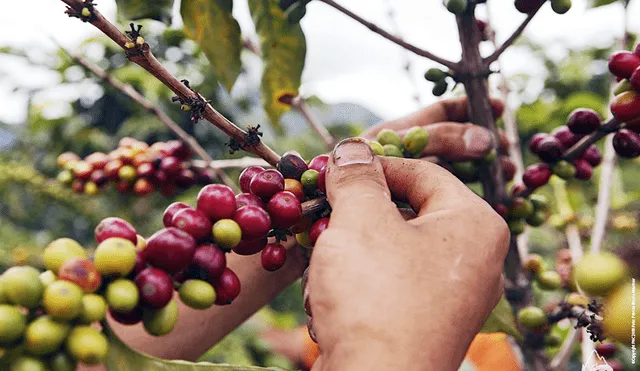 Advierten S/ mil millones en pérdidas para productores del café peruano