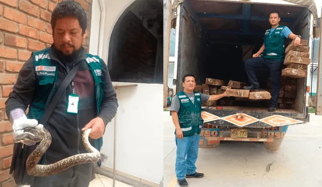 Decomisan serpientes y madera de procedencia ilegal en Cajamarca