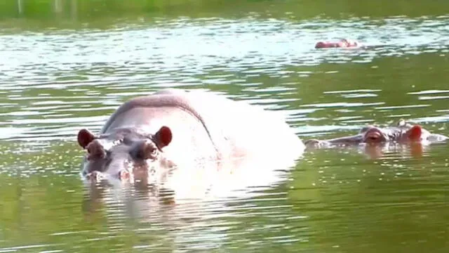 Hipopótamos de la Hacienda Nápoles de Pablo Escobar. Foto: EFE.