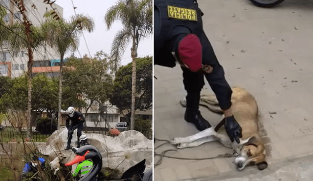 Policías y serenos rescataron a perrito que cayó a laguna del parque Mariscal Castilla. Foto: Mascotas Lince