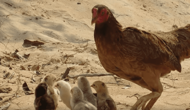 Vía YouTube: Cocodrilo busca devorar a crías de mamá gallina y ella arriesga su vida para salvarlos [VIDEO]