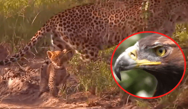 Vía Facebook: ¿guepardo mató a águila que asesinó a su cría? Aquí la verdad del viral [VIDEO]