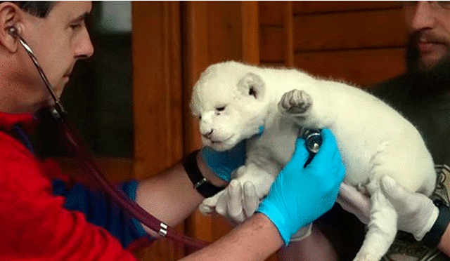 Curioso león blanco nace en un zoológico de Hungría