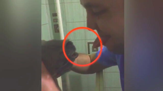YouTube: La inesperada reacción de una tortuga ante las insistentes muestras de amor de su dueño [VIDEO]