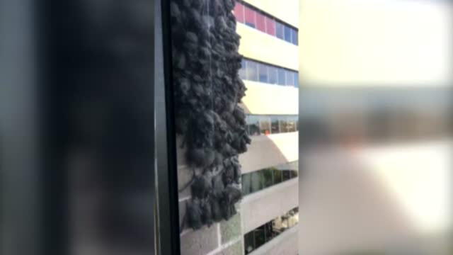 Youtube: grupo de murciélagos se apodera de la fachada de un edificio [VIDEO]