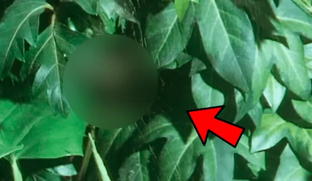 YouTube viral: pequeña araña le roba la presa a enorme 'criatura' que tenía decenas de víctimas [VIDEO]