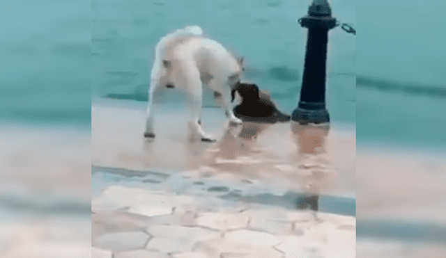 En Facebook, un perro callejero cayó a un caudaloso río y se salvó de milagro gracias a su compañero.