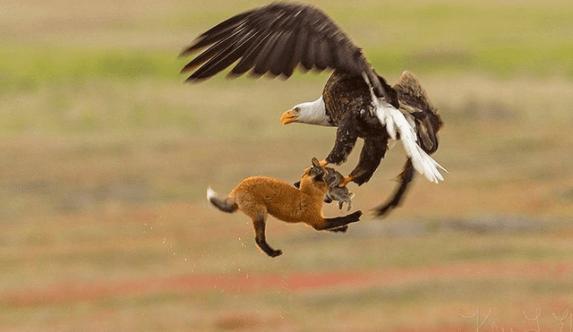 Facebook: zorro y águila en impactante pelea en el aire con final inesperado [VIDEO]