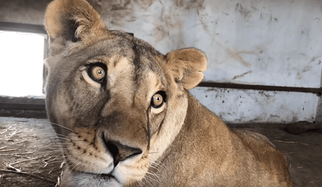 Cuidador de leones ingresa a jaula de familia de felinos, sin imaginar lo que pasaría al acercarse.