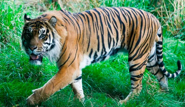 Autoridades encuentran fetos de tigres de Sumatra almacenados en frascos [FOTOS]