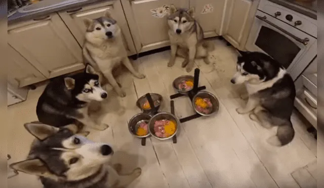 Video es viral en YouTube. Grupo de perros, de raza husky siberiano, ha cautivado a miles de usuarios con su singular comportamiento antes de empezar a comer