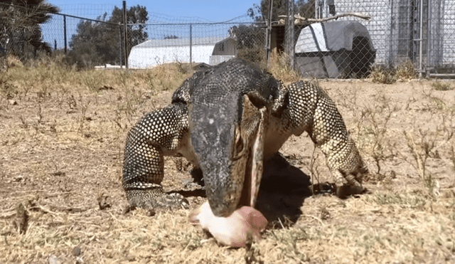 Un video muestra el momento en el que enorme reptil devora a un pequeño cerdo.