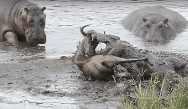 YouTube: hipopótamos enfrentan a cocodrilos a muerte para salvar la vida de un ñu [VIDEO]