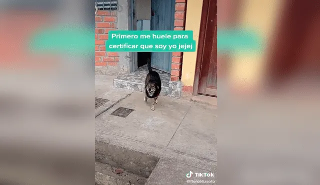 TikTok - animales - perro