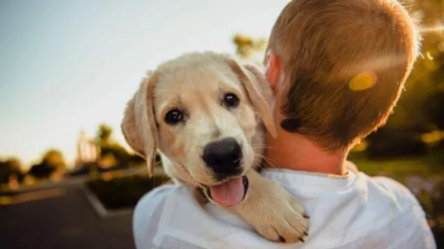 Conoce por qué los perros lamen los pies de sus dueños' [FOTOS]