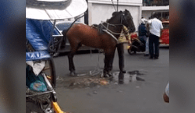 YouTube viral: caballo cae cae agotado al suelo, mientras transportaba a turistas en carretilla [VIDEO]