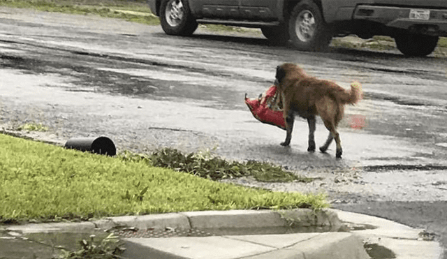 Facebook: Otis, el can que escapó del huracán Harvey con su bolsa de comida en el hocico
