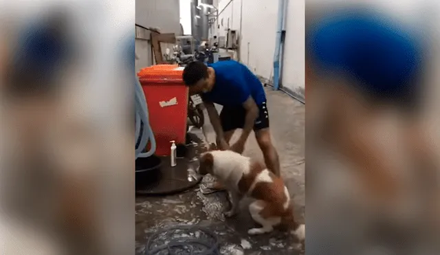 YouTube viral: perro no quiere que se dueño lo bañe y hace de todo para evitarlo