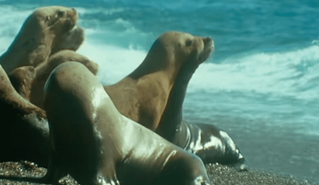 YouTube viral: Descomunal animal emerge del mar para tragar entero a un lobo marino [VIDEO] 